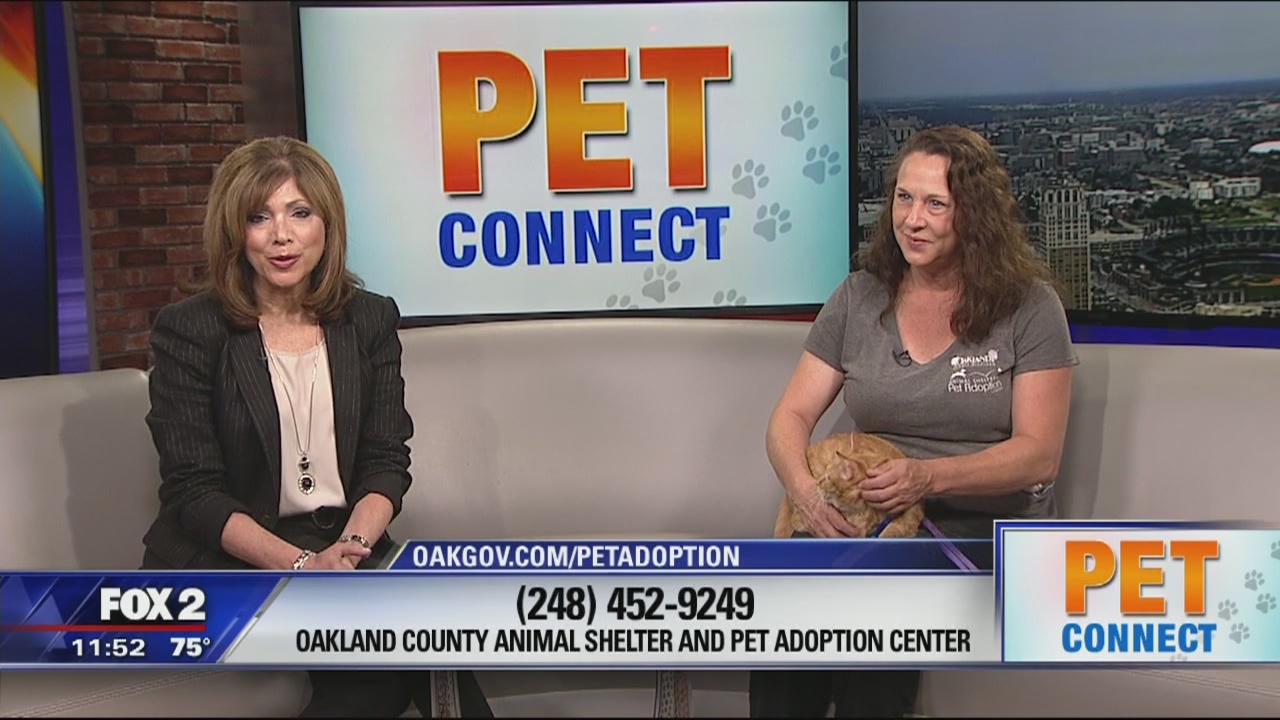 Pet Connect for 8/6/2019