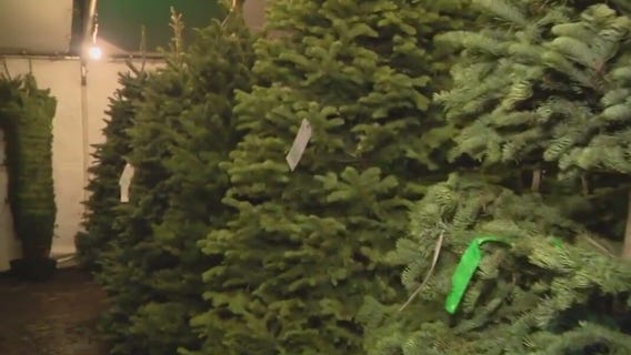 Christmas tree shopping season begins