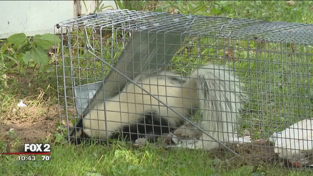 Trapping and relocating a skunk (legally!) without getting sprayed