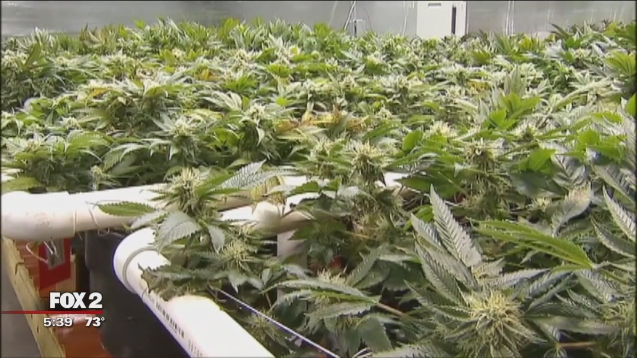 Here's the most important things you need to know about CBD