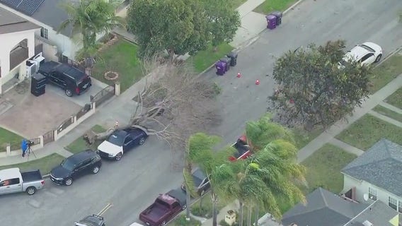 Tree falls on car on Long Beach