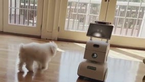 Robot can feed and play with your dog