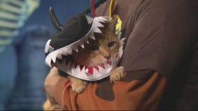 Halloween Safety for the Pets
