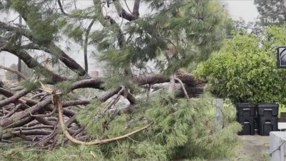 Falling tree crushes cars in North Hollywood