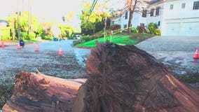 Crews working to restore power amid downed tree