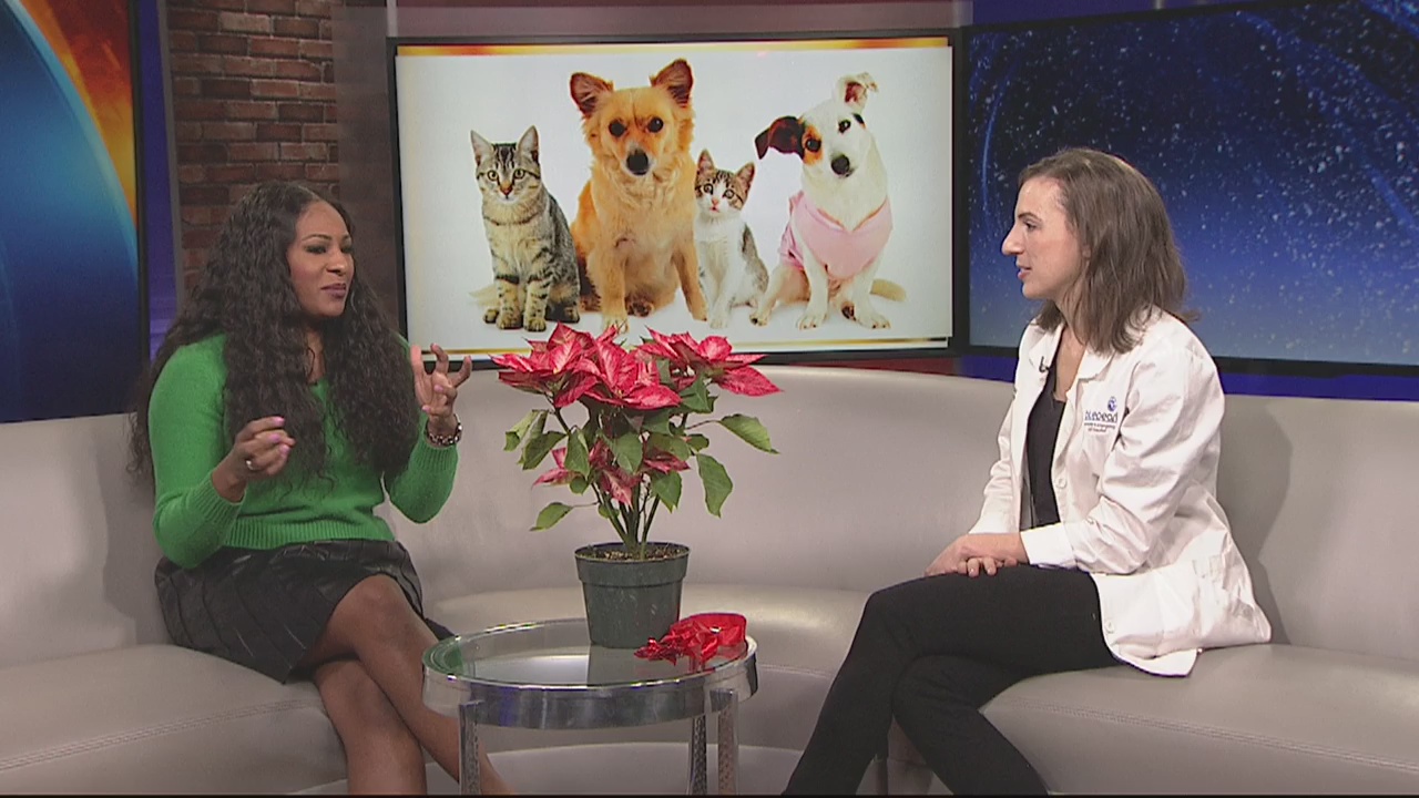 Holiday Decoration Hazards for Pets