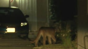Mountain lion sighting in Monrovia