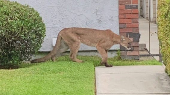 Mountain lion sighting in Monrovia neighborhood