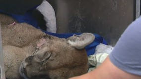 Mountain lion found in Monrovia dies