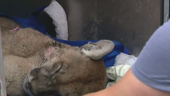 Mountain lion found in Monrovia dies