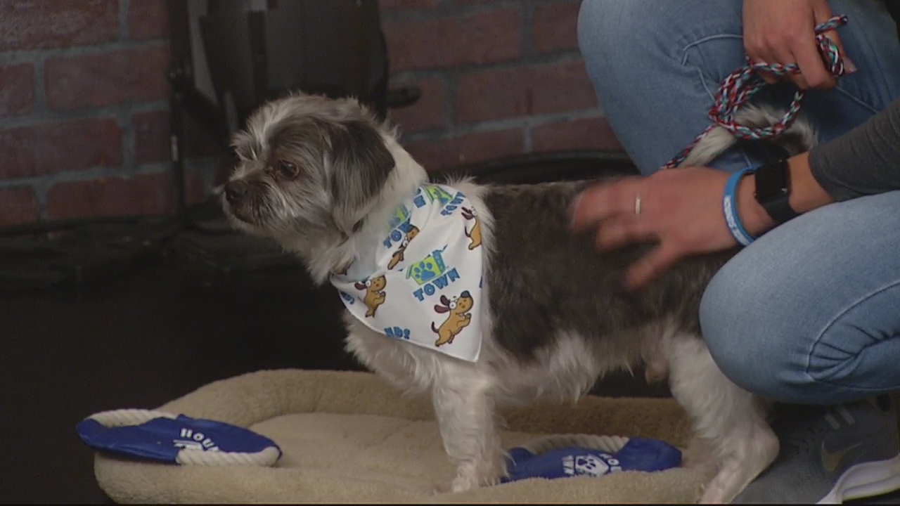 Indoor exercise ideas for dogs