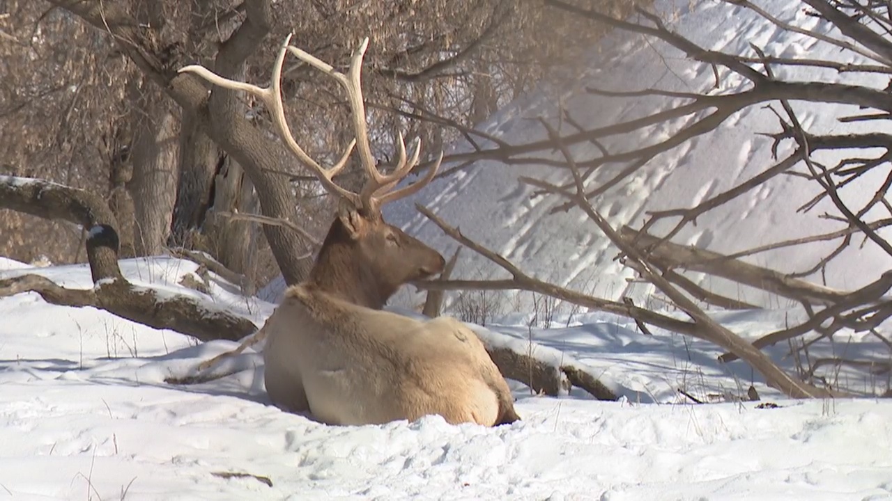 Zip Trip: Elk Snow Shoes