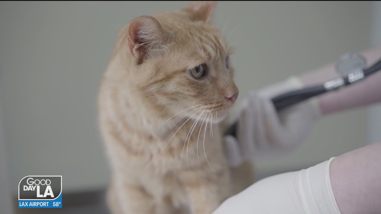 Pet Diabetes On The Rise