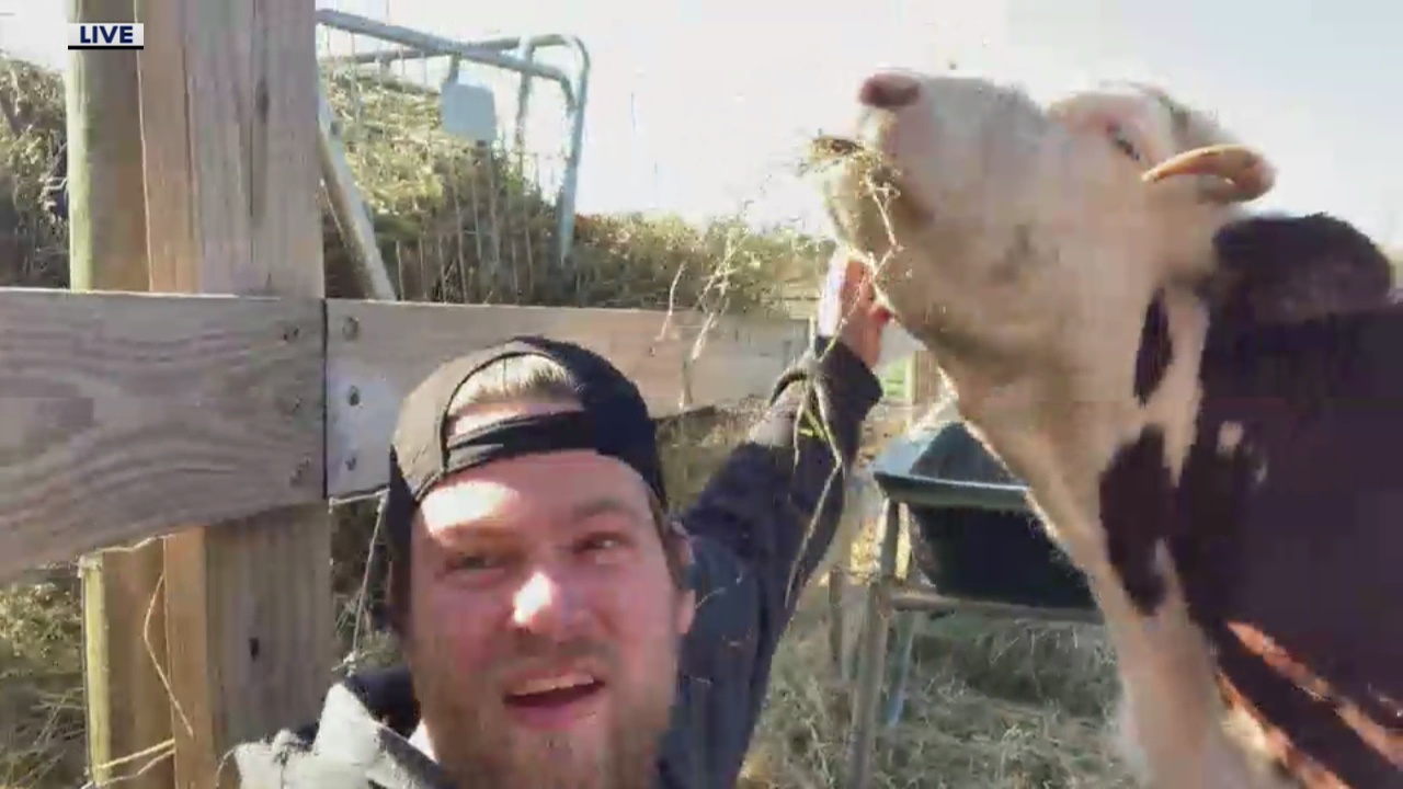 The Nine's Friday Farm Field Trip: Meet Mike, the cow