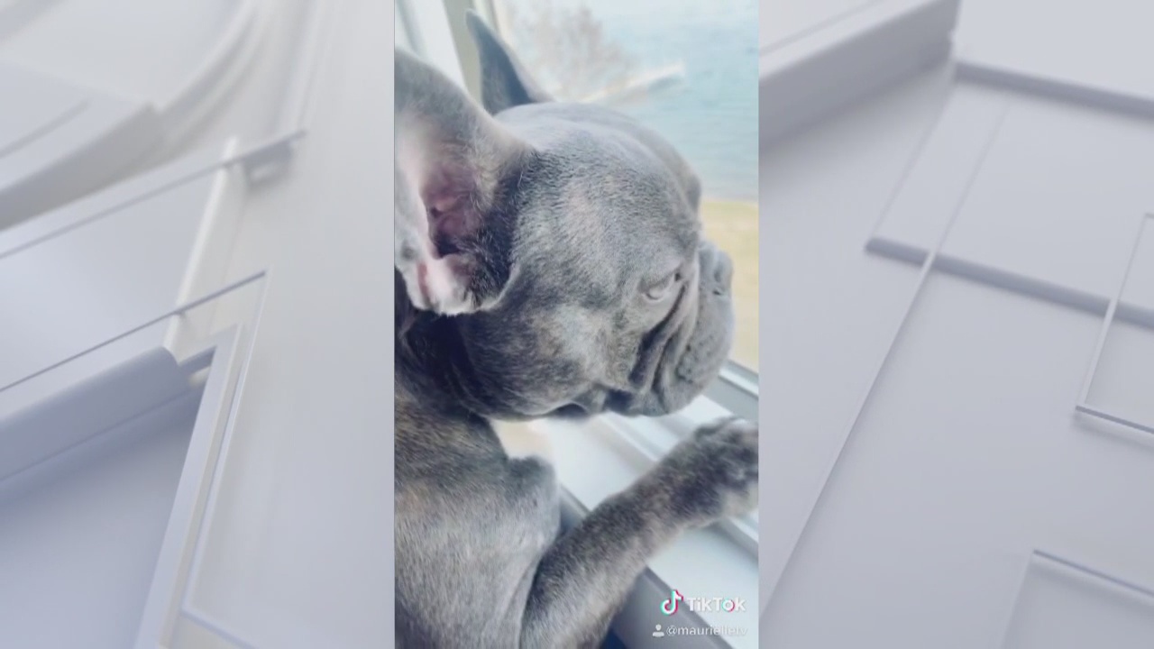 How to ease our pets back in to work day routines