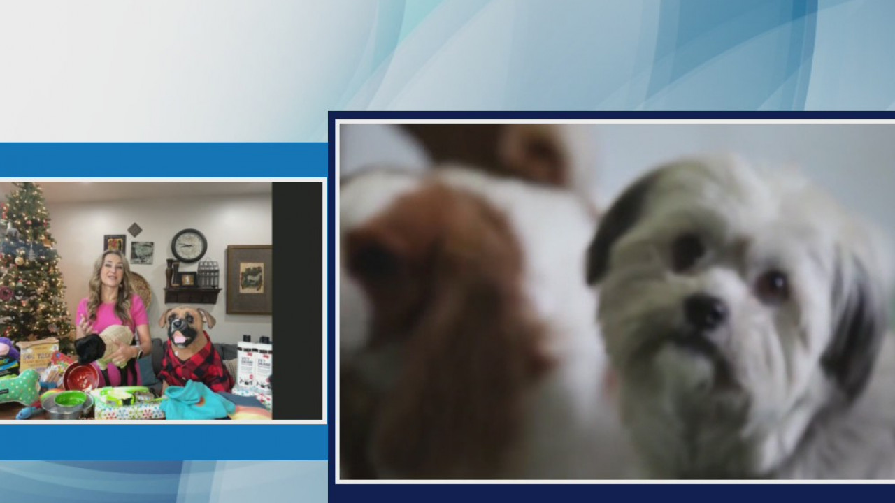 Holiday Gift Ideas for Your Pets