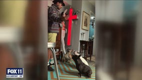 Lady Gaga's dog walker hospitalized after shooting, 2 dogs stolen