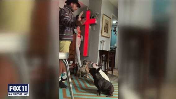 Lady Gaga's dog walker hospitalized after shooting, 2 dogs stolen