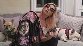 Lady Gaga's two stolen French bulldogs safely reunited with singer's representatives