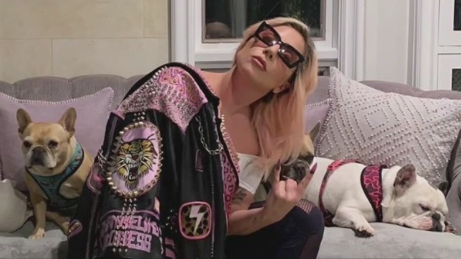Lady Gaga's two stolen French bulldogs safely reunited with singer's representatives