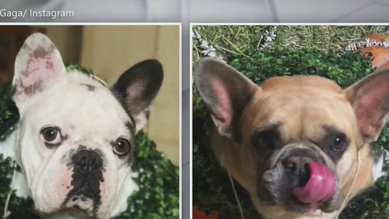 Lady Gaga's dog walker recovering after shooting