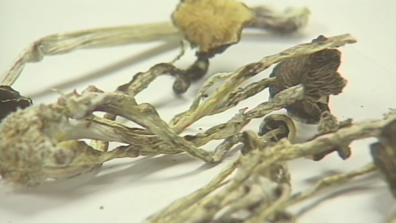 Ann Arbor City Council seeks to decriminalize psychedelic mushrooms