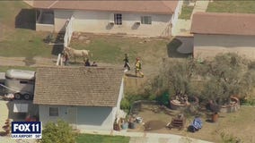 Horse rescued inside blast zone after explosion in Ontario