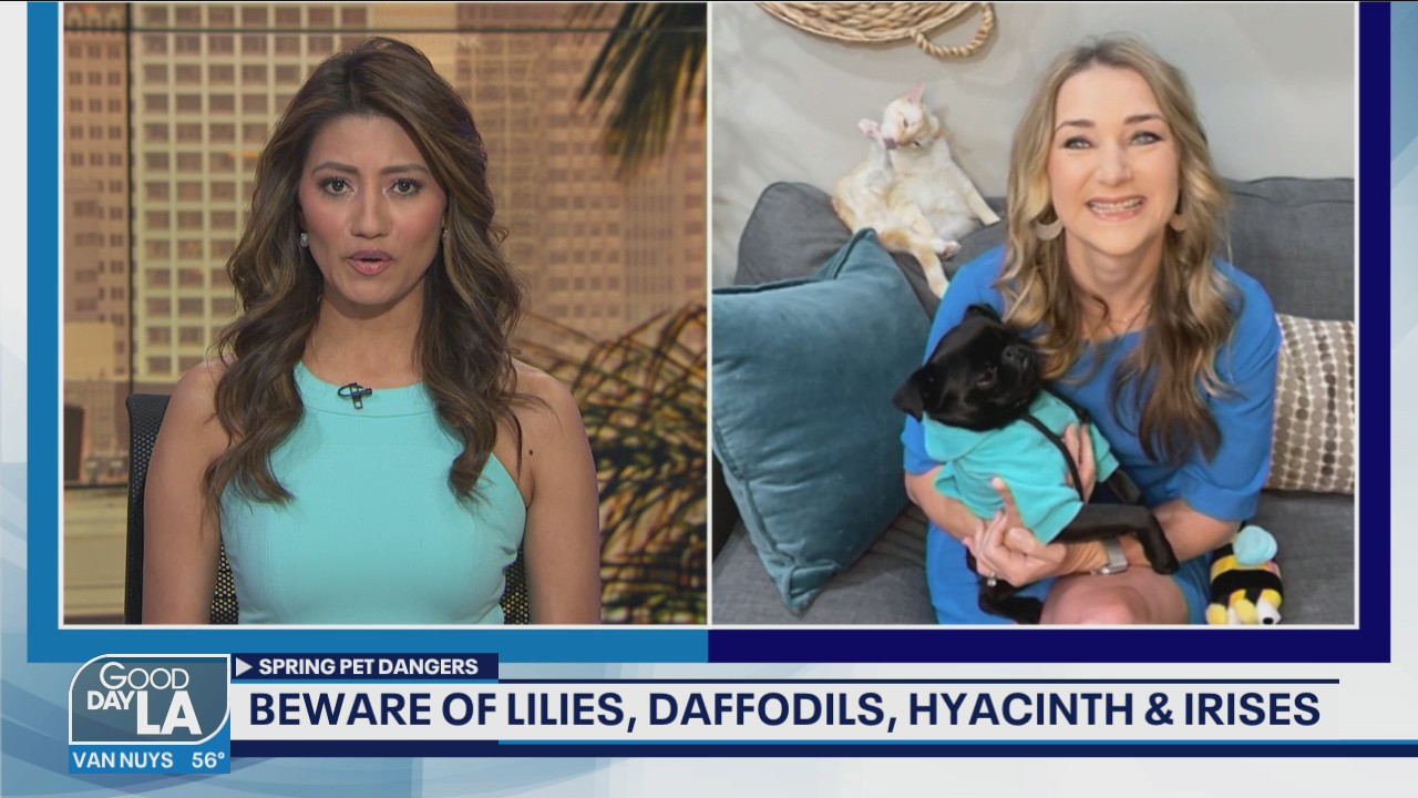 Springtime pet dangers