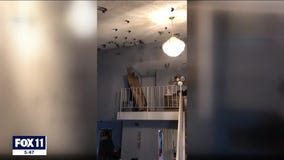 Hundreds of birds take over Torrance home