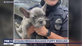French bulldog puppy snatched at gunpoint in Culver City recovered, suspect in custody