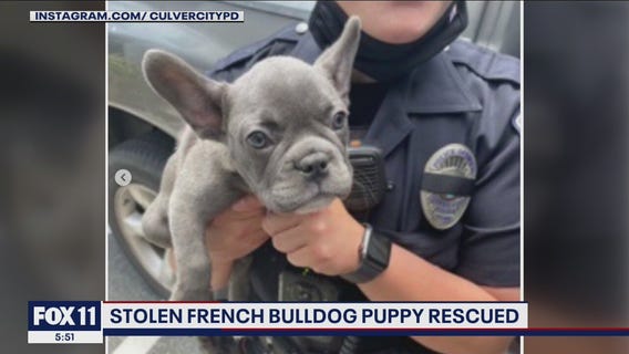 French bulldog puppy snatched at gunpoint in Culver City recovered, suspect in custody