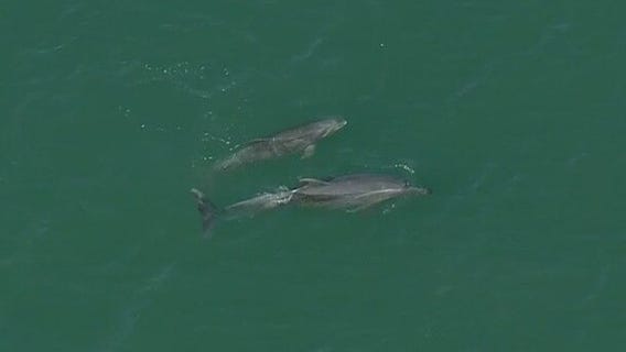 Dolphins put on a show during GDLA
