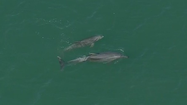 Dolphins put on a show during GDLA
