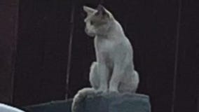 Feral cats, kittens found tortured and killed in Compton