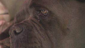 Dog shot when deputies serve warrant to neighbor