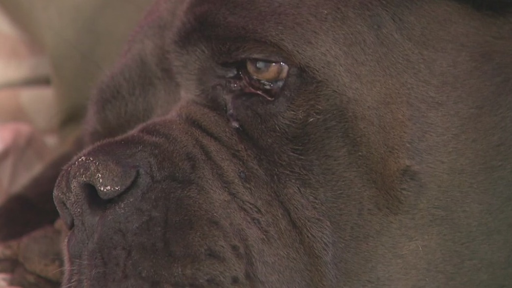 Dog shot when deputies serve warrant to neighbor