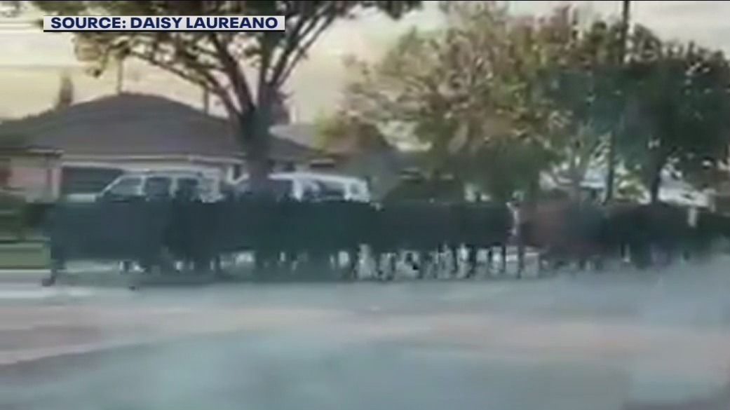 More than 20 cows escape slaughterhouse, incite animal pursuit across Pico Rivera