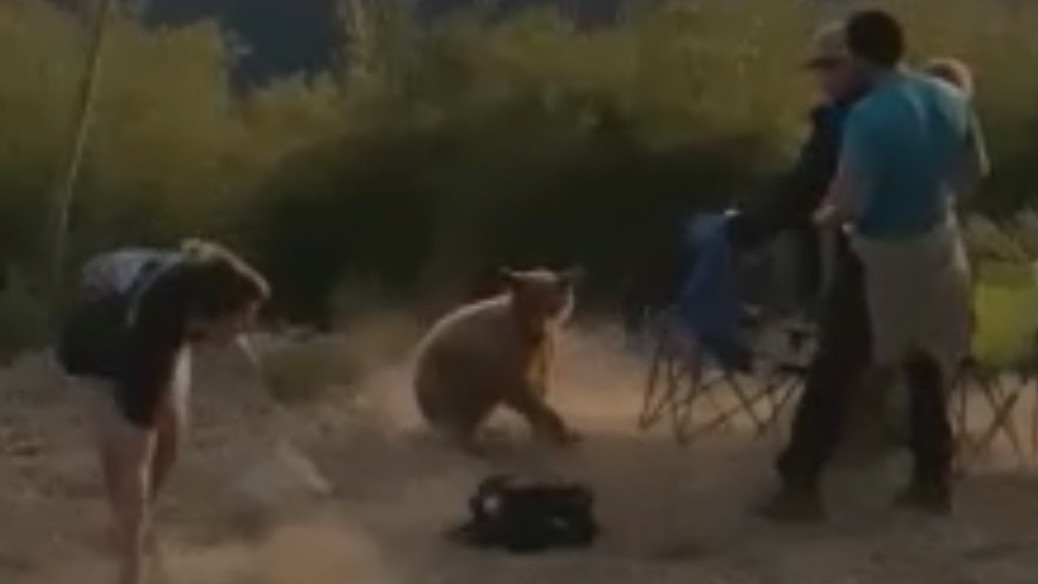 Man describes tense encounter with cub on Mount Wilson