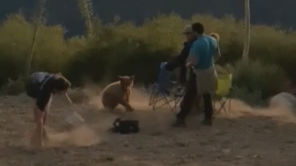 Video shows tense encounter between bear, group of men celebrating July 4 on Mount Wilson
