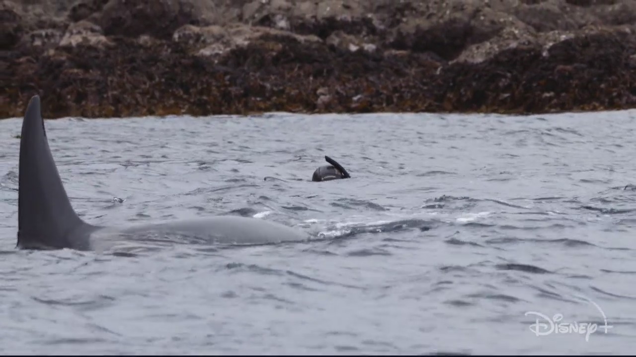 Secrets of the Whales Introduces audiences to the latest nature docu-series exploring wildlife