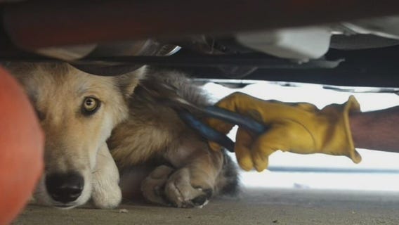Dog rescued from underneath car