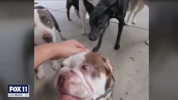 Dogs disappearing, pets injured: Owners accusing trainer of gaslighting, covering up incidents