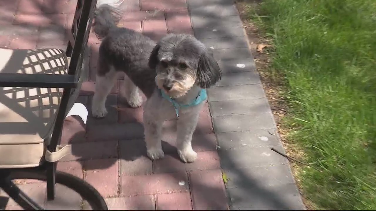Dog returns home after being lost for 4 years | FOX 2 Detroit