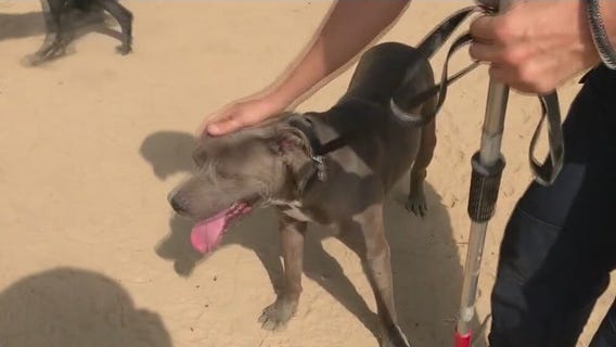 Dozens of dogs rescued in Riverside County