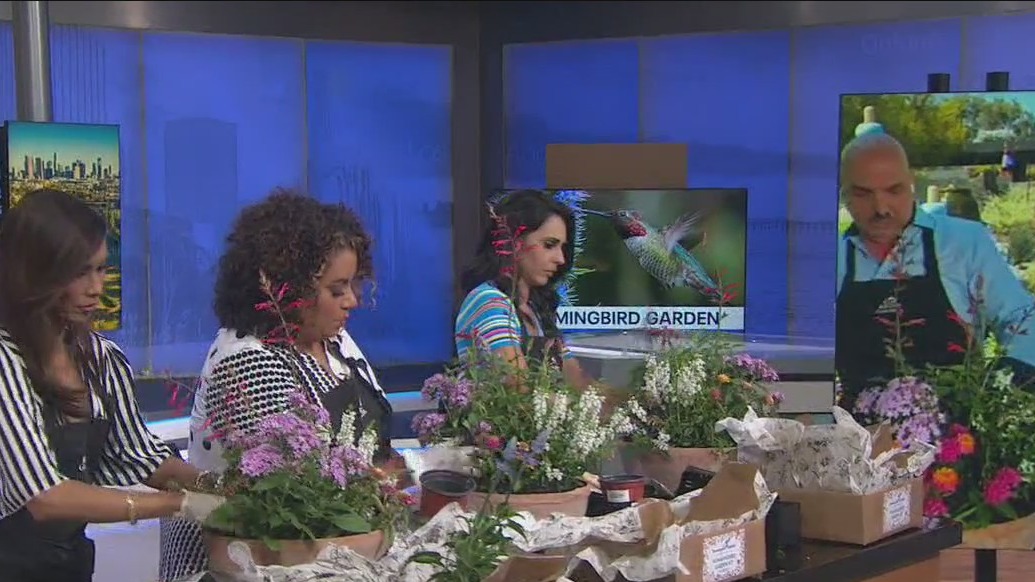 DIY easy hummingbird habitat garden