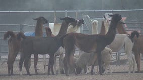 South Fire: Wildfire in Fontana torches homes, puts farm animals in danger