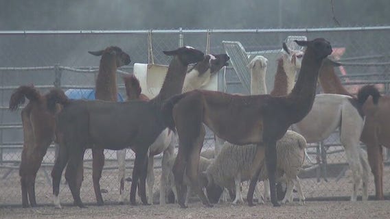 South Fire: Wildfire in Fontana torches homes, puts farm animals in danger