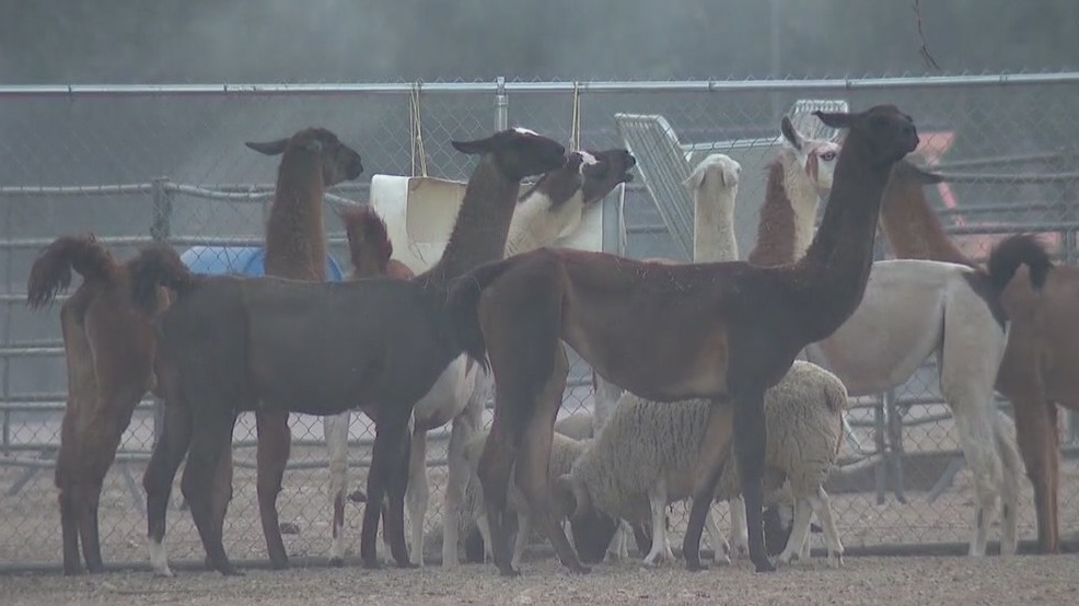 South Fire: Wildfire in Fontana torches homes, puts farm animals in danger