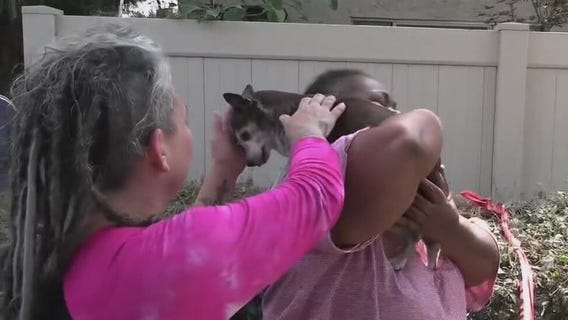 Anaheim woman relieved after her beloved dog survives vehicle crashing into apartment