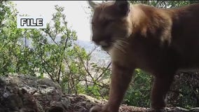 Calabasas mom saves son from cougar attack with bare hands